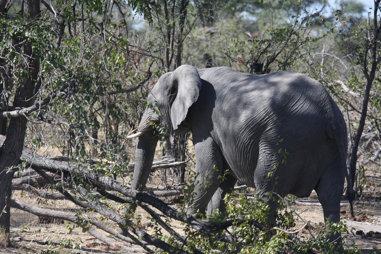 [16857] 2016_06_27_07_52_25_Africa_Canon_EOS_40D_IMG__09763.jpg
