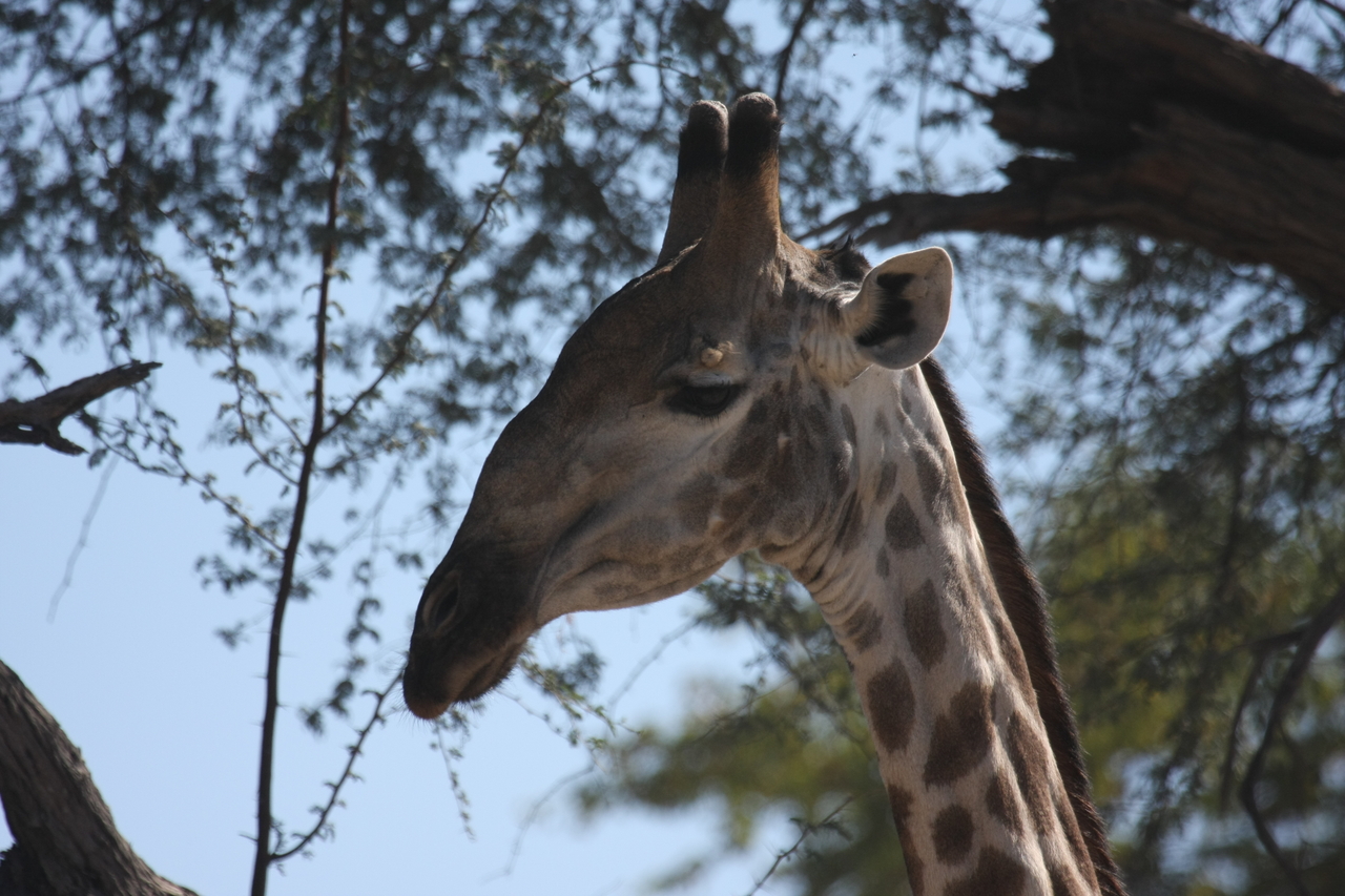 [16871] 2016_06_27_07_54_24_Africa_Canon_EOS_40D_IMG__02320.jpg