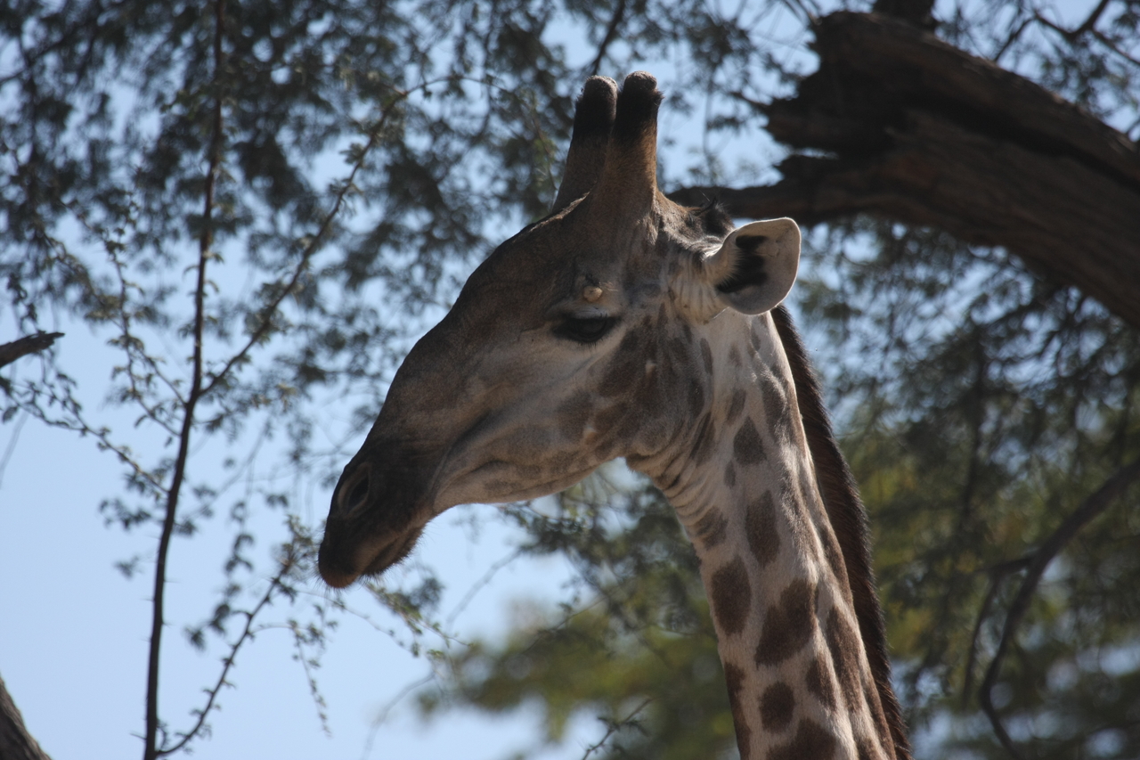 [16872] 2016_06_27_07_54_24_Africa_Canon_EOS_40D_IMG__09766.jpg
