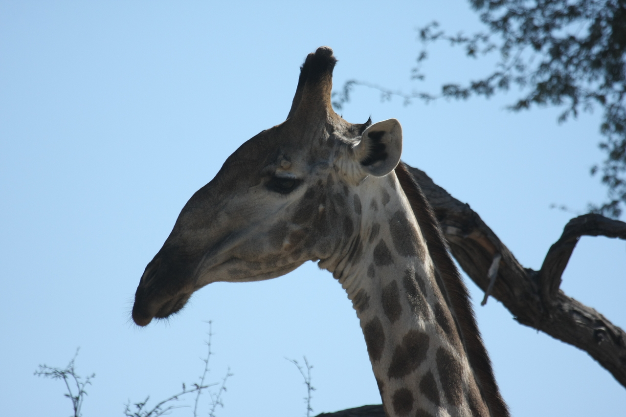 [16875] 2016_06_27_07_54_27_Africa_Canon_EOS_40D_IMG__00032.jpg