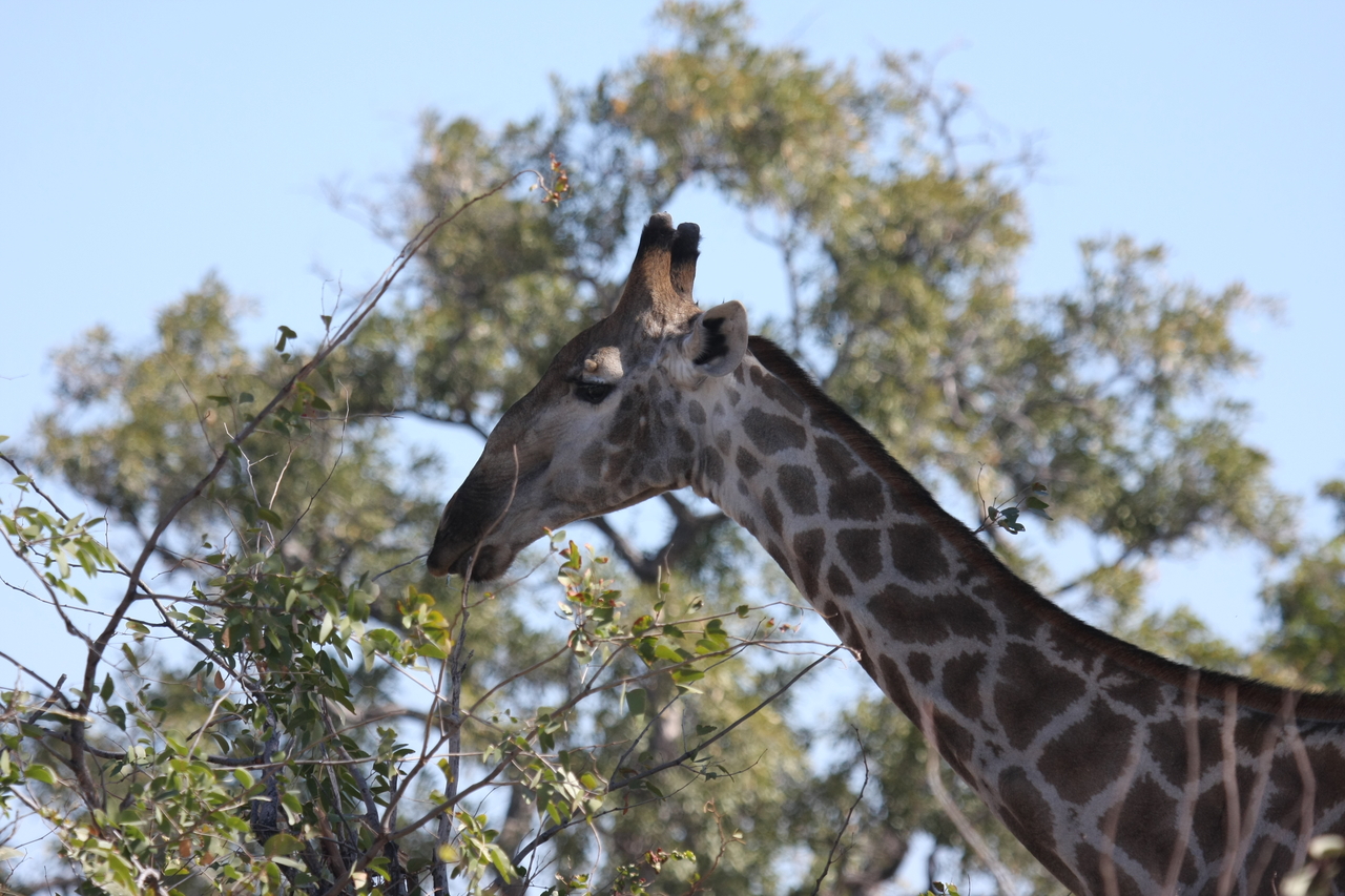 [16882] 2016_06_27_07_55_42_Africa_Canon_EOS_40D_IMG__02323.jpg