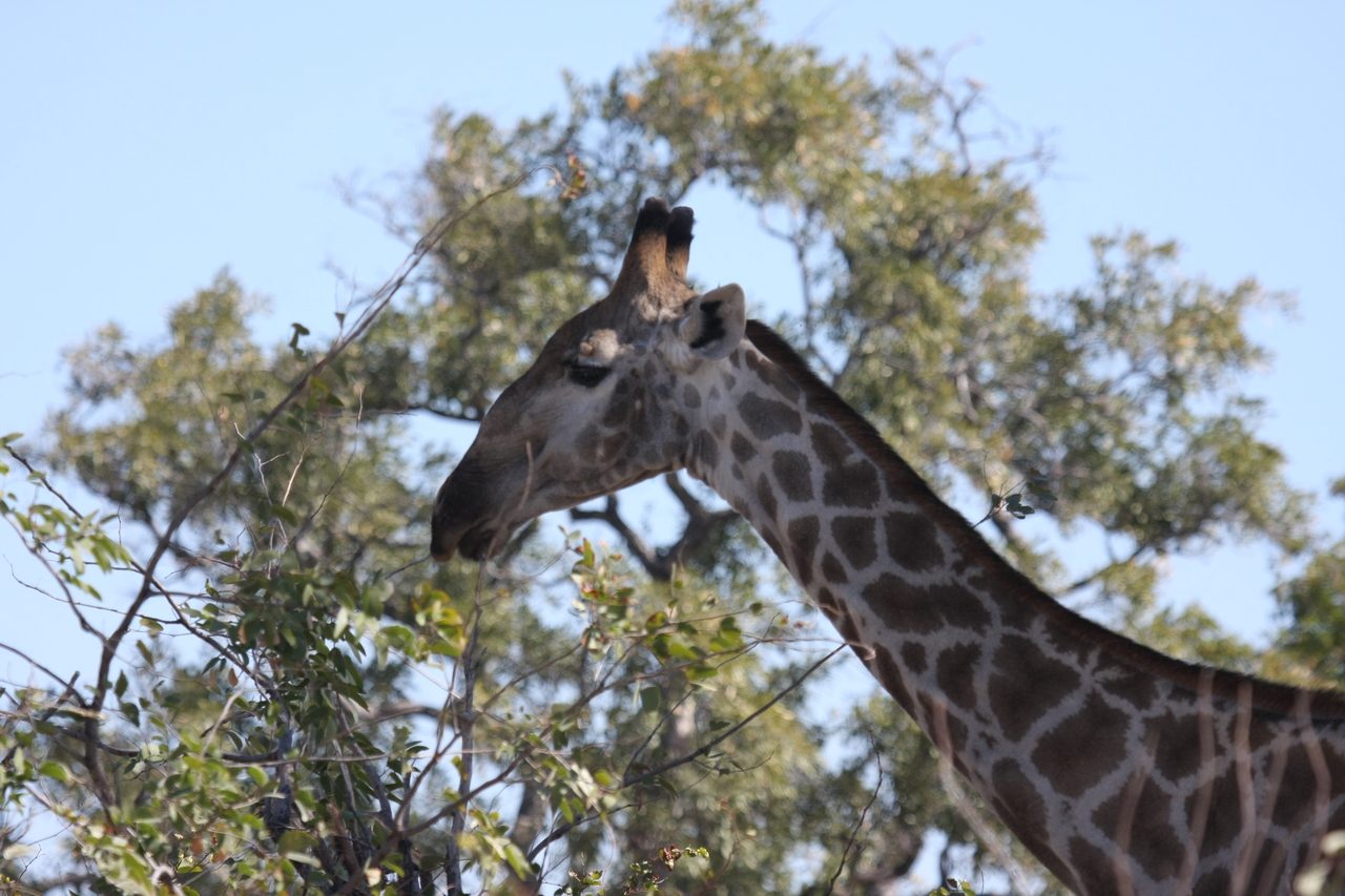 [16883] 2016_06_27_07_55_42_Africa_Canon_EOS_40D_IMG__02324.jpg