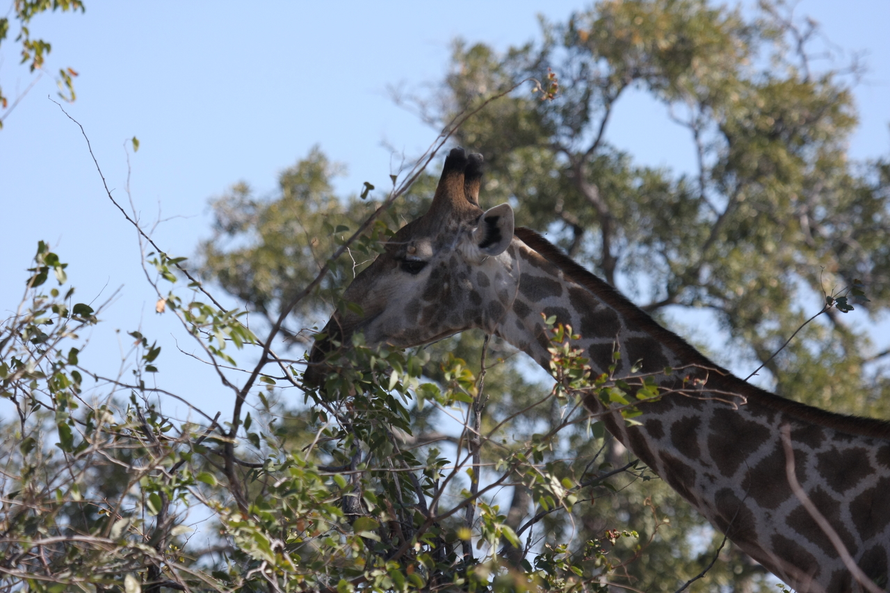 [16887] 2016_06_27_07_55_46_Africa_Canon_EOS_40D_IMG__02326.jpg