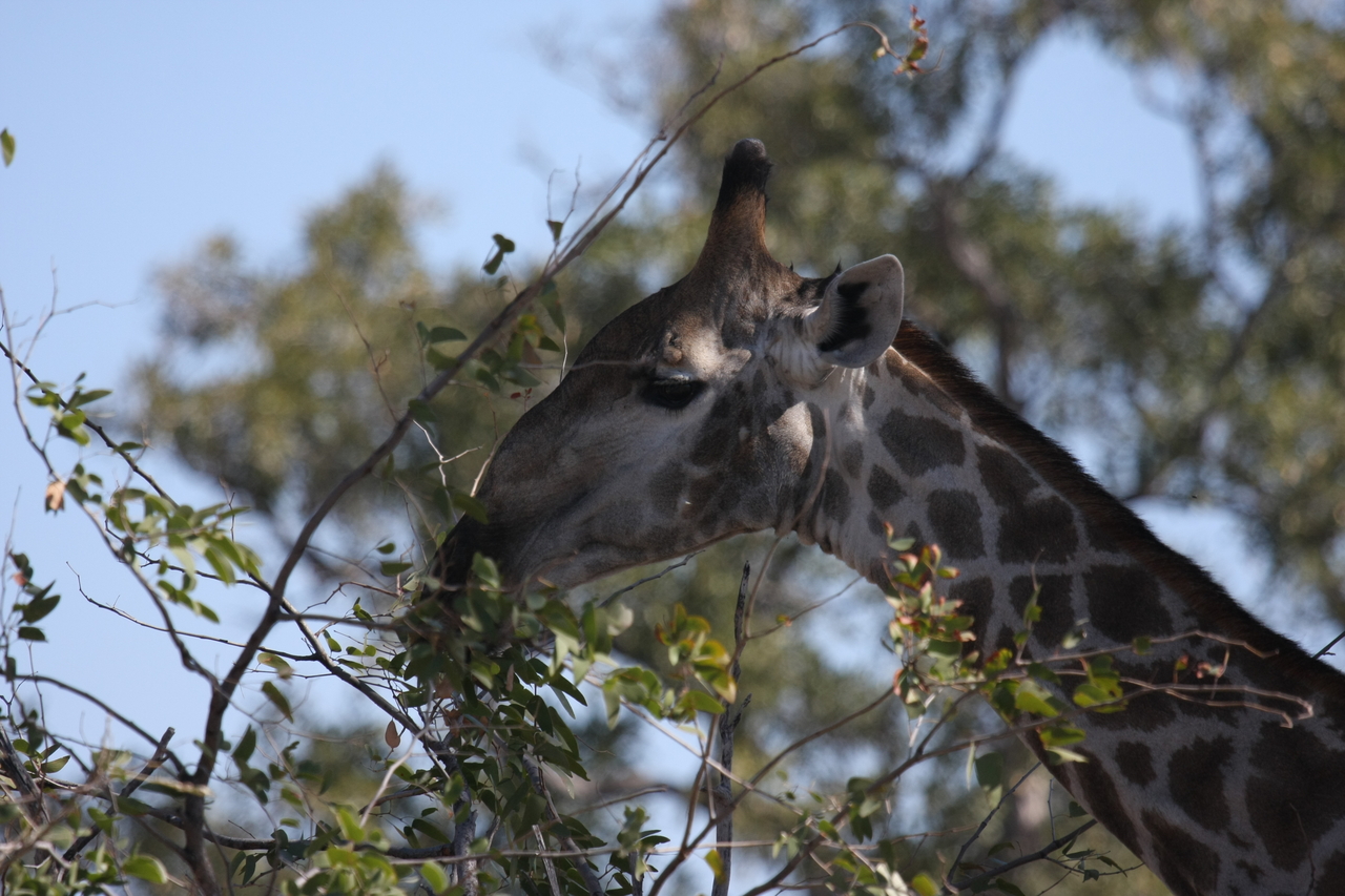 [16890] 2016_06_27_07_55_50_Africa_Canon_EOS_40D_IMG__02327.jpg