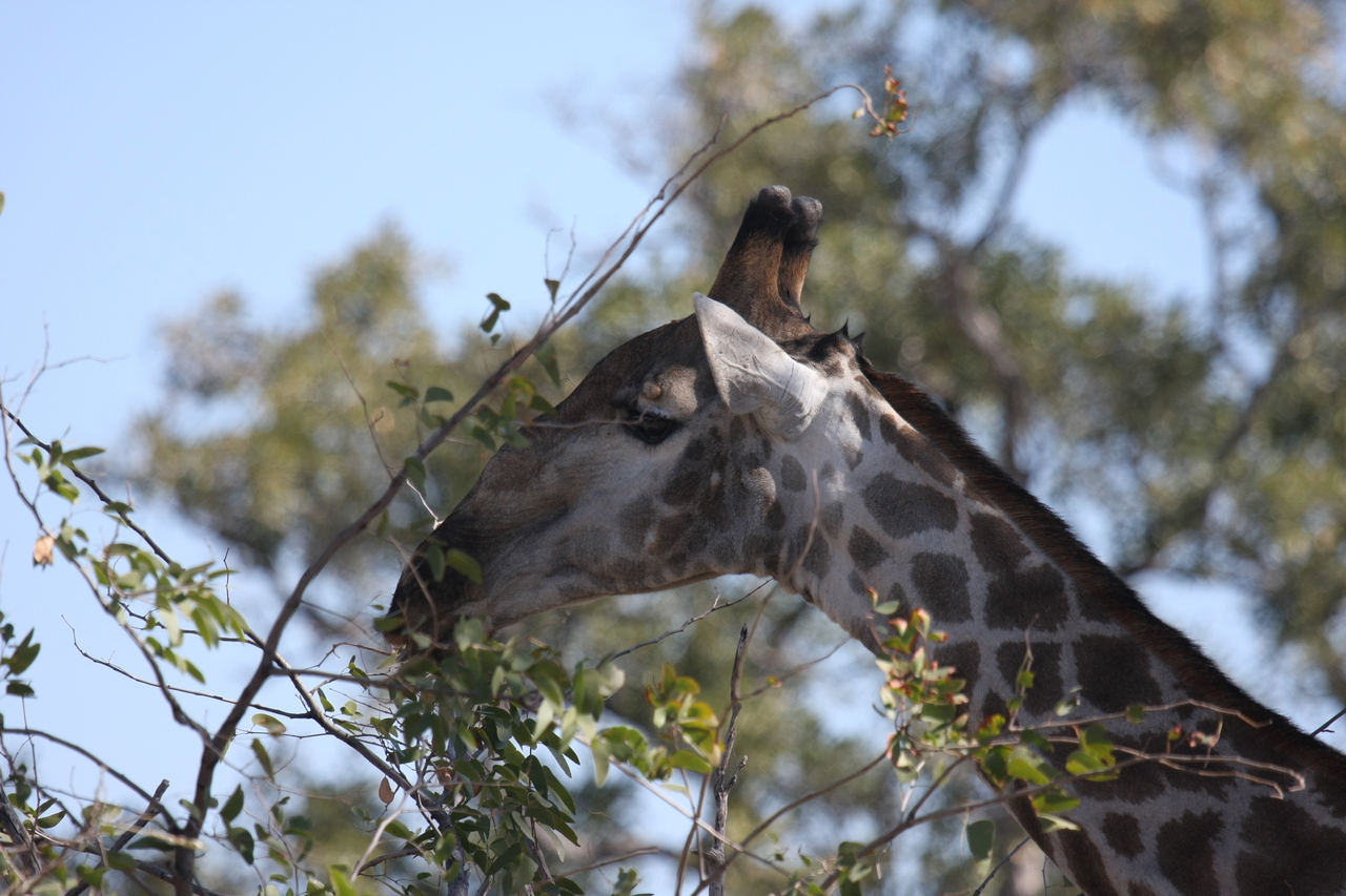 [16892] 2016_06_27_07_55_56_Africa_Canon_EOS_40D_IMG__00038.jpg