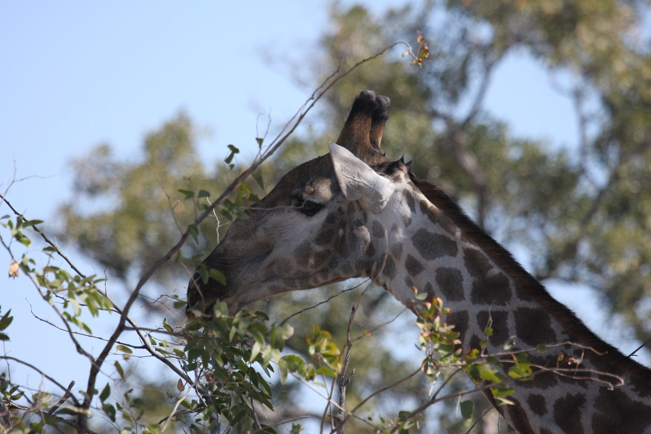 [16895] 2016_06_27_07_55_56_Africa_Canon_EOS_40D_IMG__02329.jpg