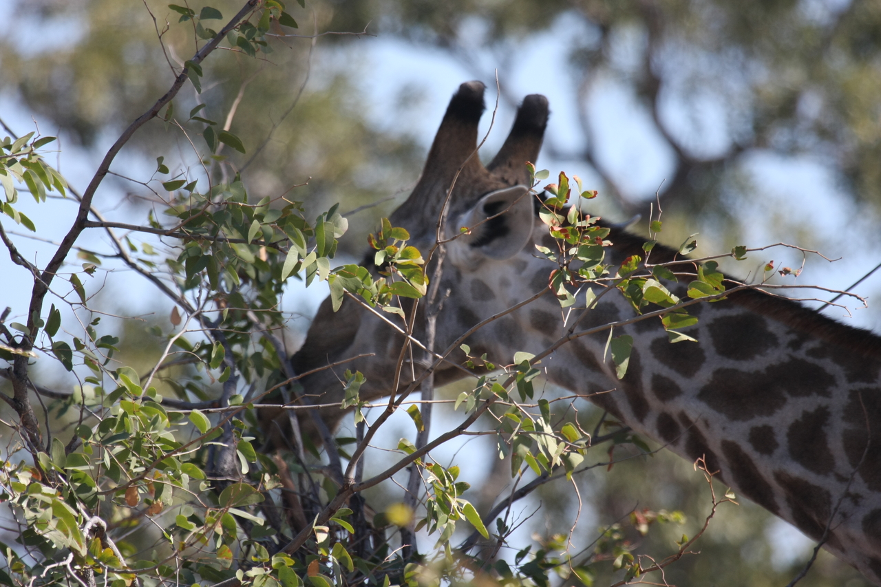 [16904] 2016_06_27_07_56_12_Africa_Canon_EOS_40D_IMG__09777.jpg