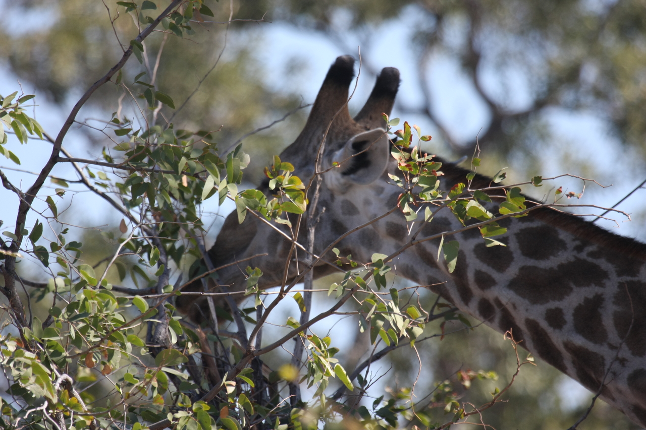 [16905] 2016_06_27_07_56_12_Africa_Canon_EOS_40D_IMG__09778.jpg