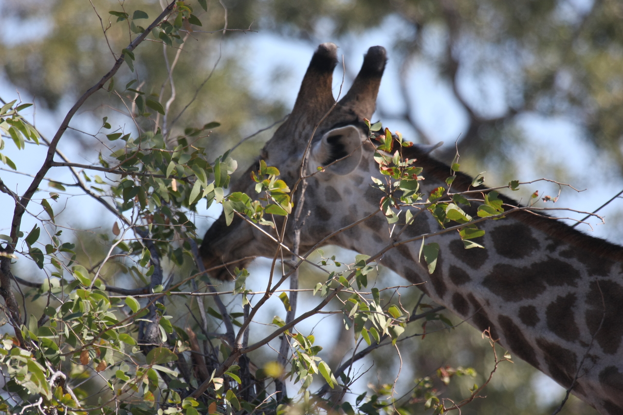 [16906] 2016_06_27_07_56_12_Africa_Canon_EOS_40D_IMG__09779.jpg
