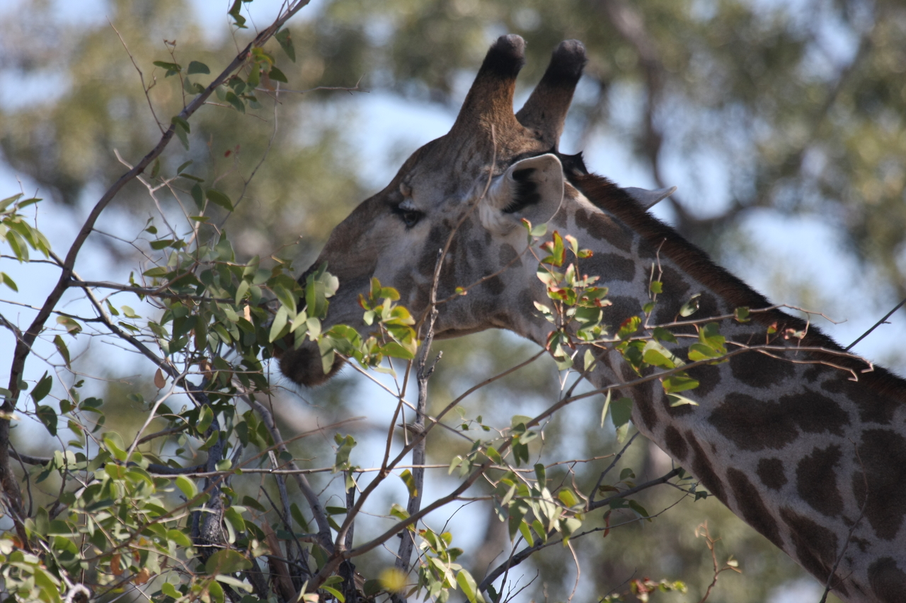 [16909] 2016_06_27_07_56_13_Africa_Canon_EOS_40D_IMG__09780.jpg