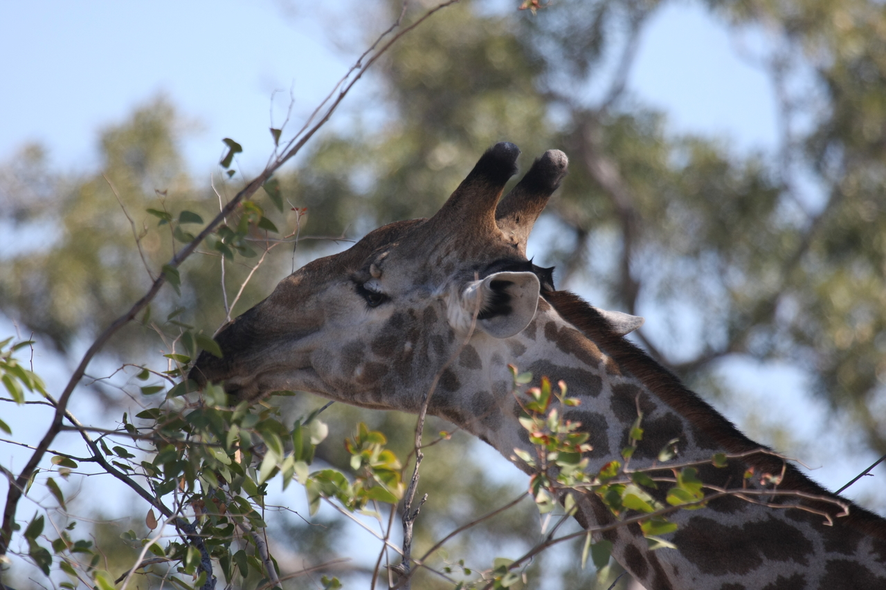 [16915] 2016_06_27_07_56_14_Africa_Canon_EOS_40D_IMG__09782.jpg