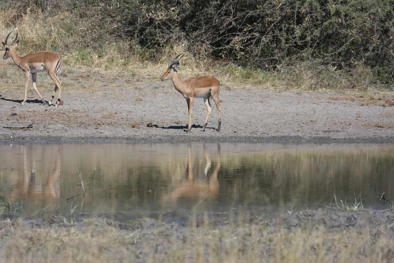 [16924] 2016_06_27_08_07_26_Africa_Canon_EOS_40D_IMG__02337.jpg