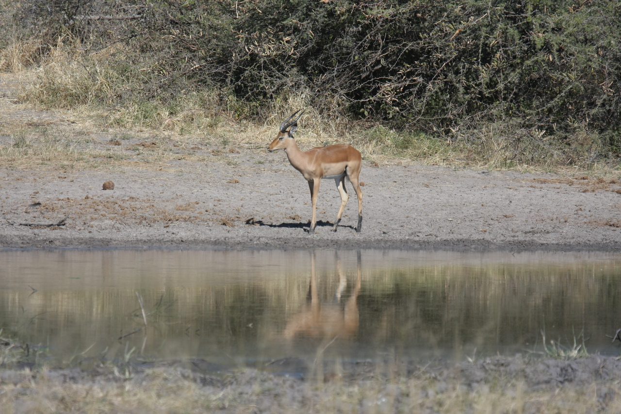[16930] 2016_06_27_08_07_28_Africa_Canon_EOS_40D_IMG__02339.jpg