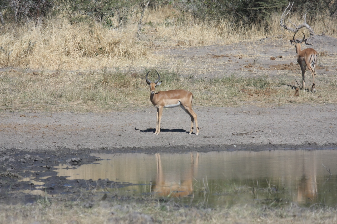 [16937] 2016_06_27_08_07_36_Africa_Canon_EOS_40D_IMG__02341.jpg