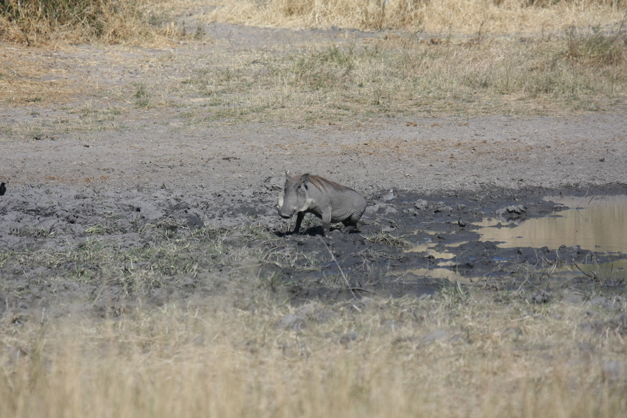 [16959] 2016_06_27_08_08_17_Africa_Canon_EOS_40D_IMG__02350.jpg
