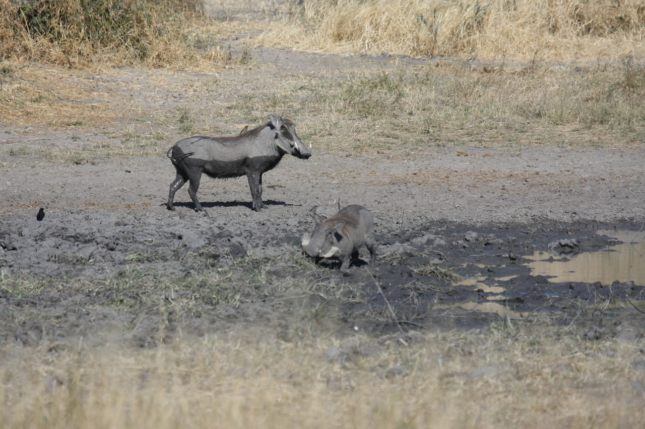 [16965] 2016_06_27_08_08_20_Africa_Canon_EOS_40D_IMG__02352.jpg