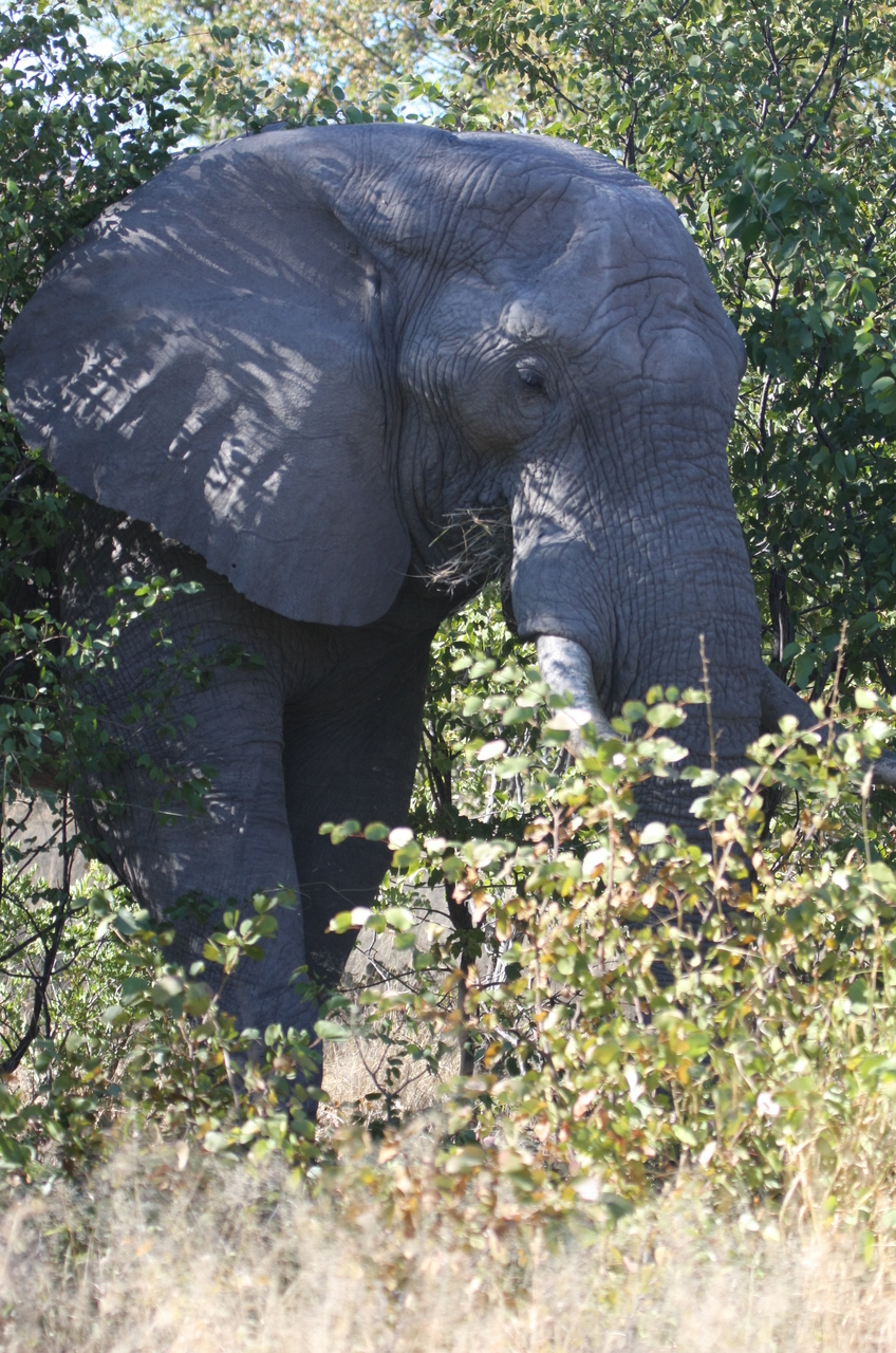 [16992] 2016_06_27_09_18_14_Africa_Canon_EOS_40D_IMG__02355.jpg