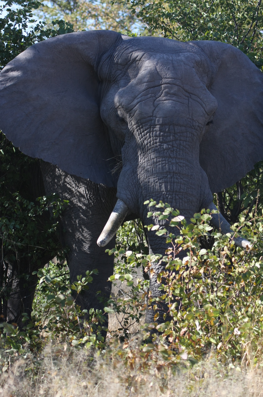 [17002] 2016_06_27_09_18_25_Africa_Canon_EOS_40D_IMG__02360.jpg