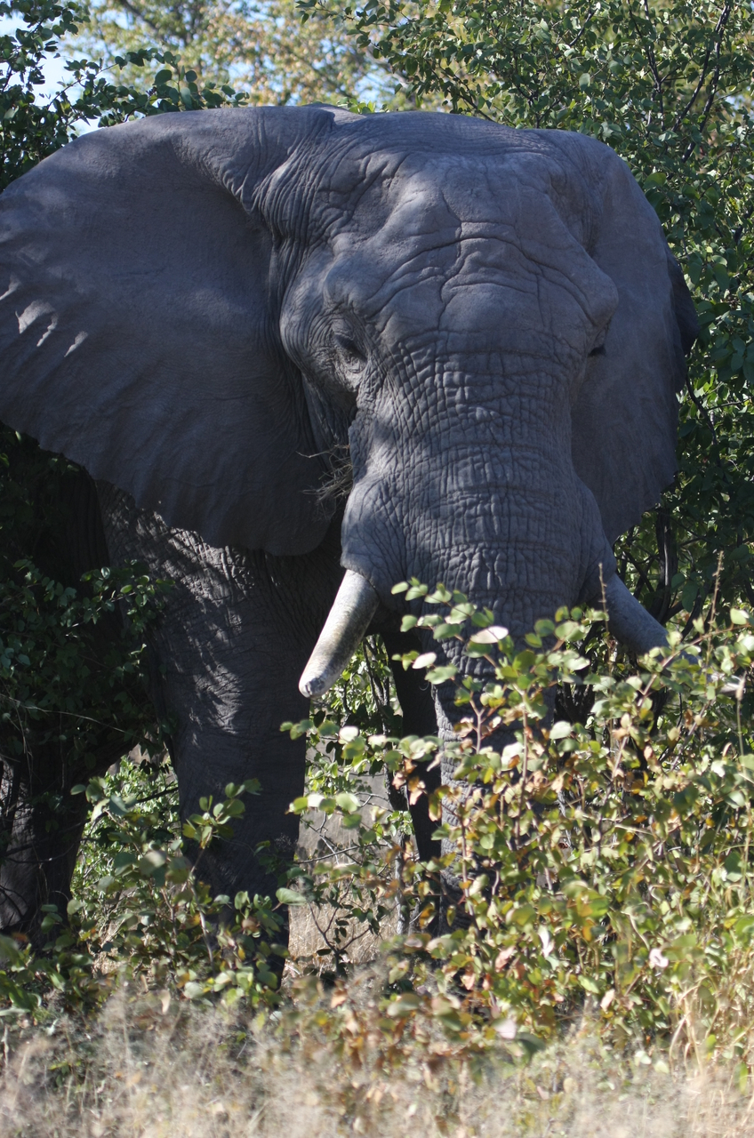 [17003] 2016_06_27_09_18_25_Africa_Canon_EOS_40D_IMG__02361.jpg