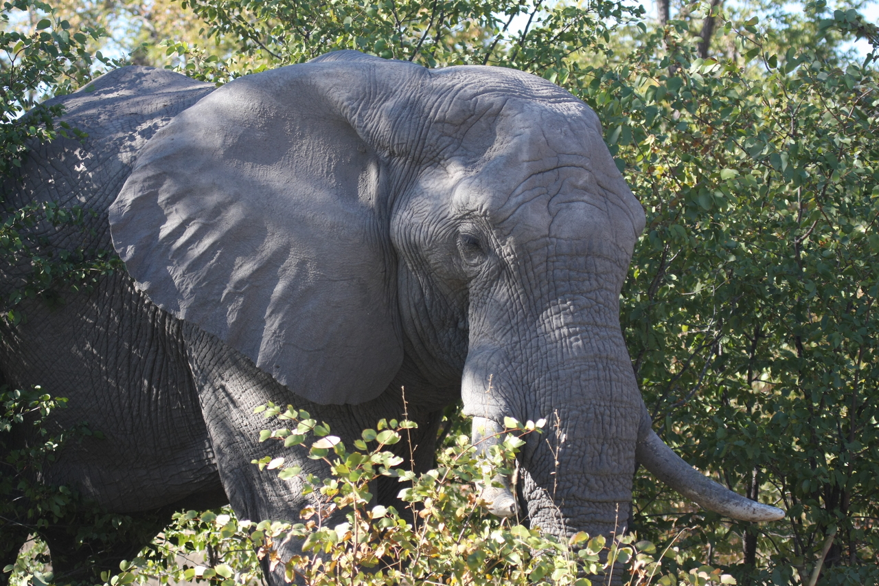 [17009] 2016_06_27_09_19_28_Africa_Canon_EOS_40D_IMG__02362.jpg