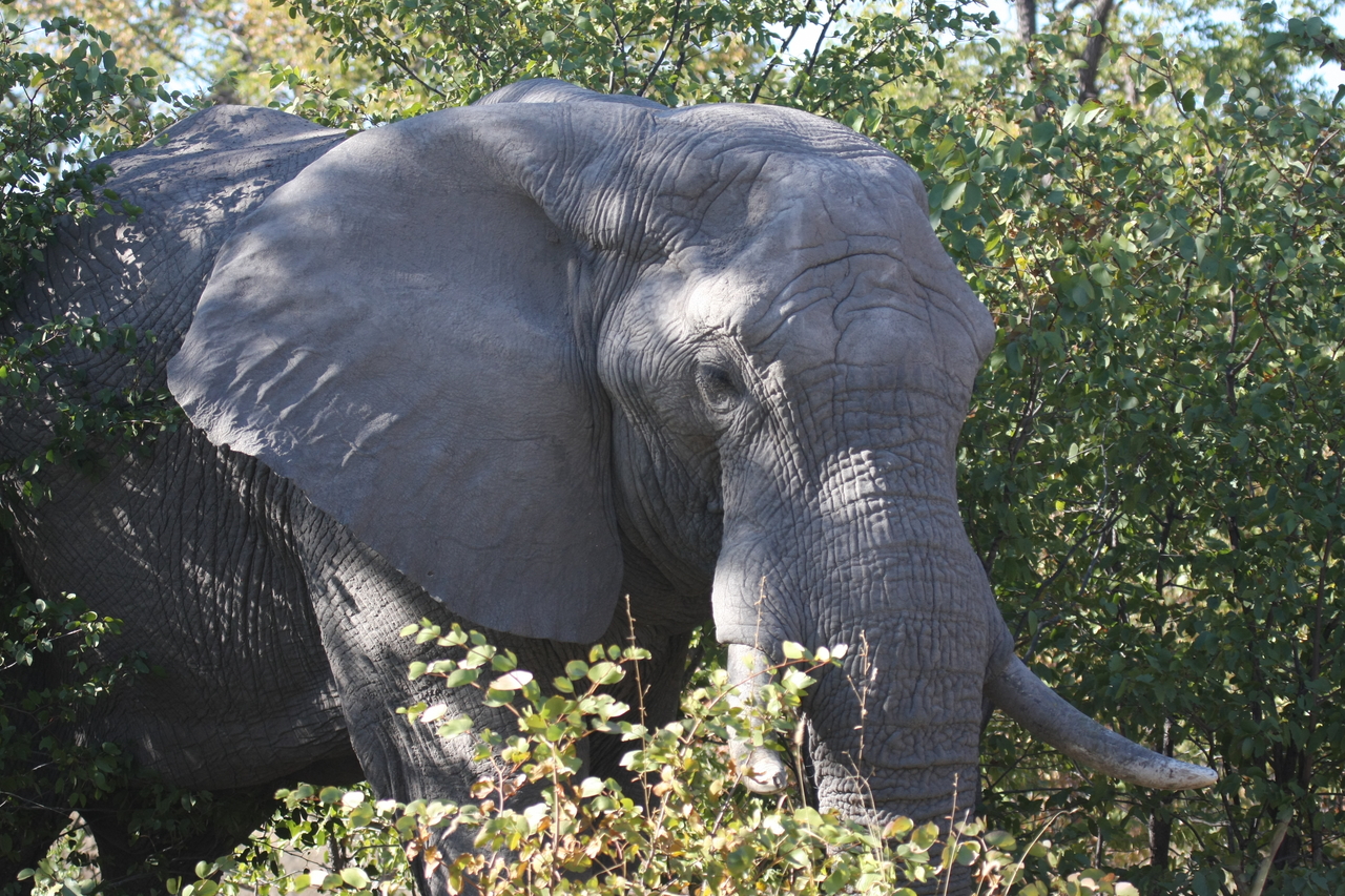 [17010] 2016_06_27_09_19_28_Africa_Canon_EOS_40D_IMG__02363.jpg