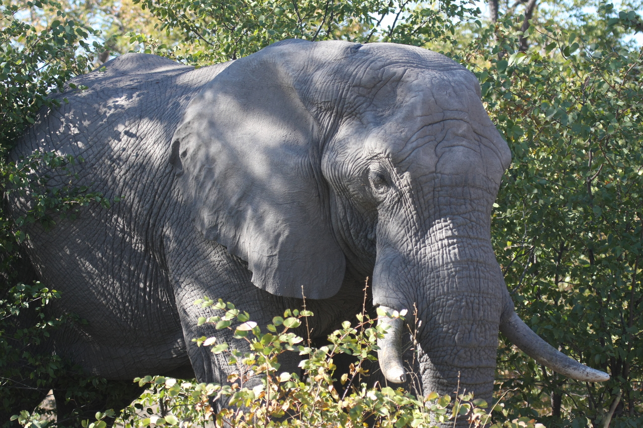 [17015] 2016_06_27_09_19_30_Africa_Canon_EOS_40D_IMG__02364.jpg