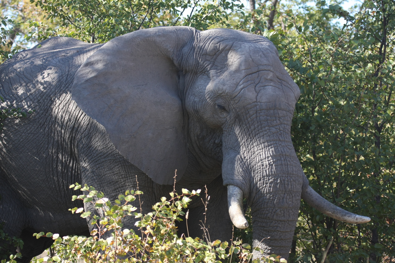 [17022] 2016_06_27_09_19_38_Africa_Canon_EOS_40D_IMG__02366.jpg