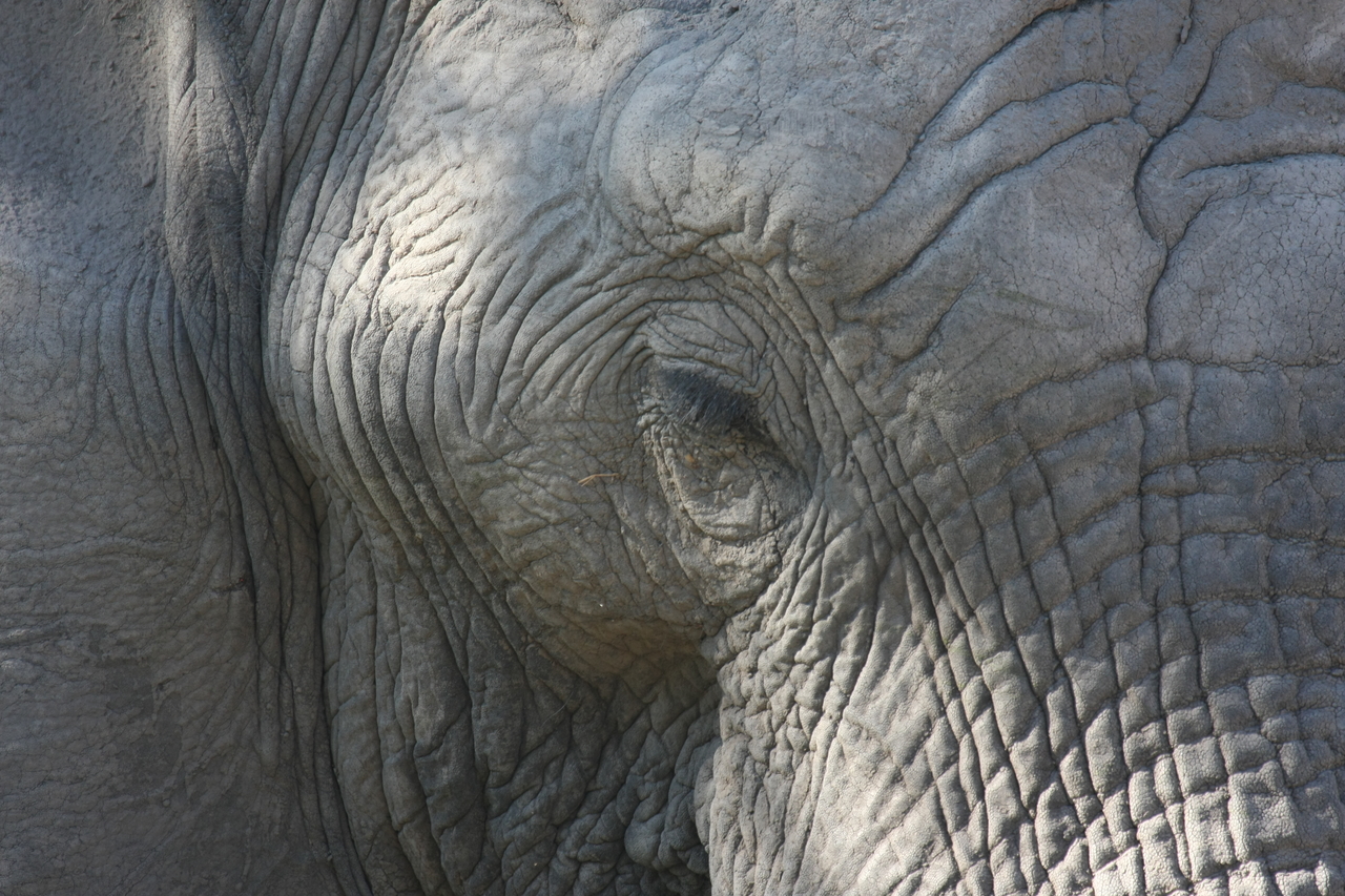 [17035] 2016_06_27_09_19_55_Africa_Canon_EOS_40D_IMG__00083.jpg