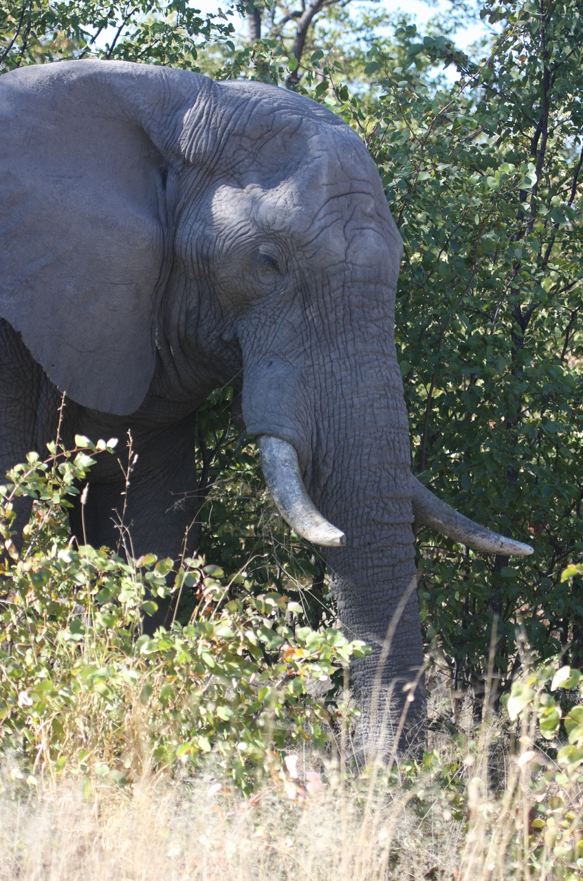 [17043] 2016_06_27_09_20_16_Africa_Canon_EOS_40D_IMG__02375.jpg