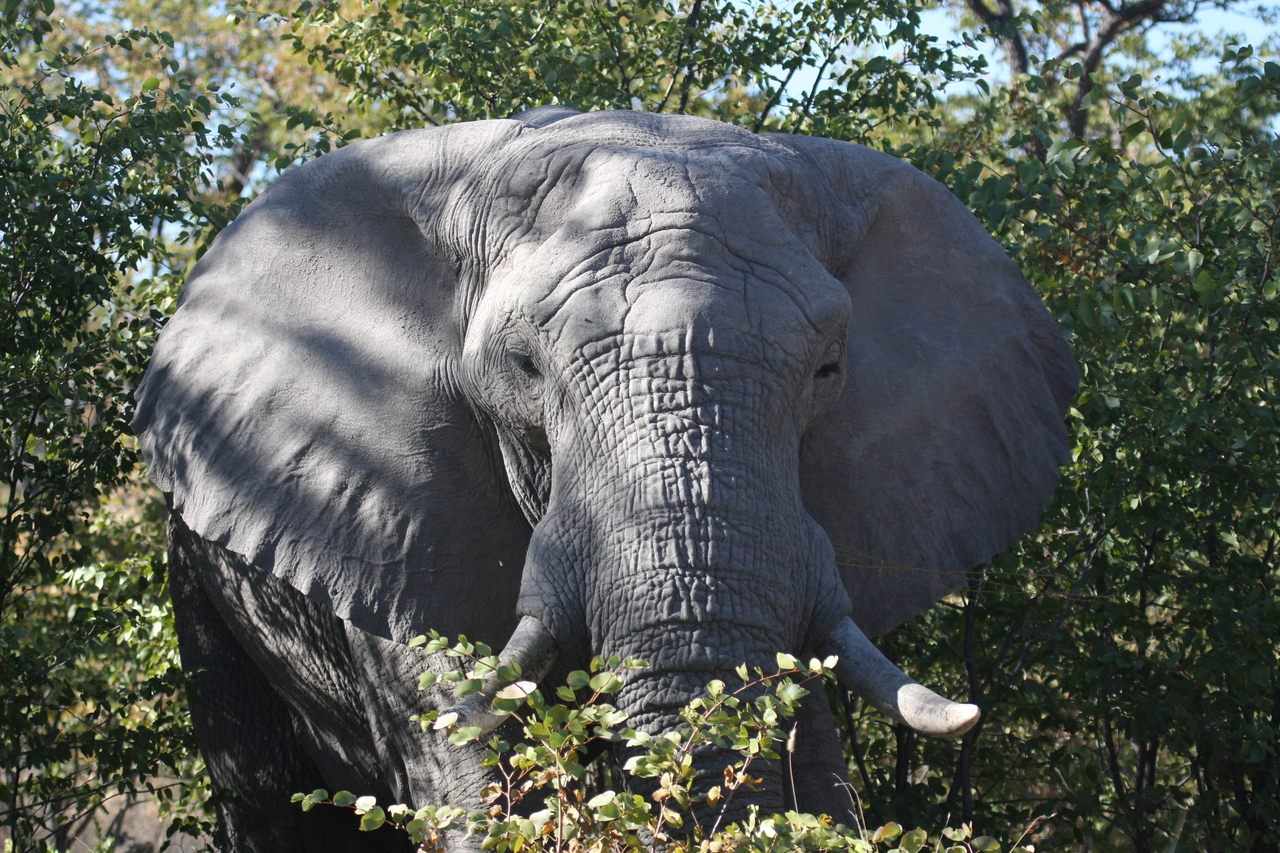 [17059] 2016_06_27_09_25_59_Africa_Canon_EOS_40D_IMG__02381.jpg