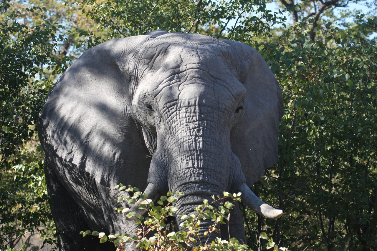 [17064] 2016_06_27_09_26_01_Africa_Canon_EOS_40D_IMG__02383.jpg