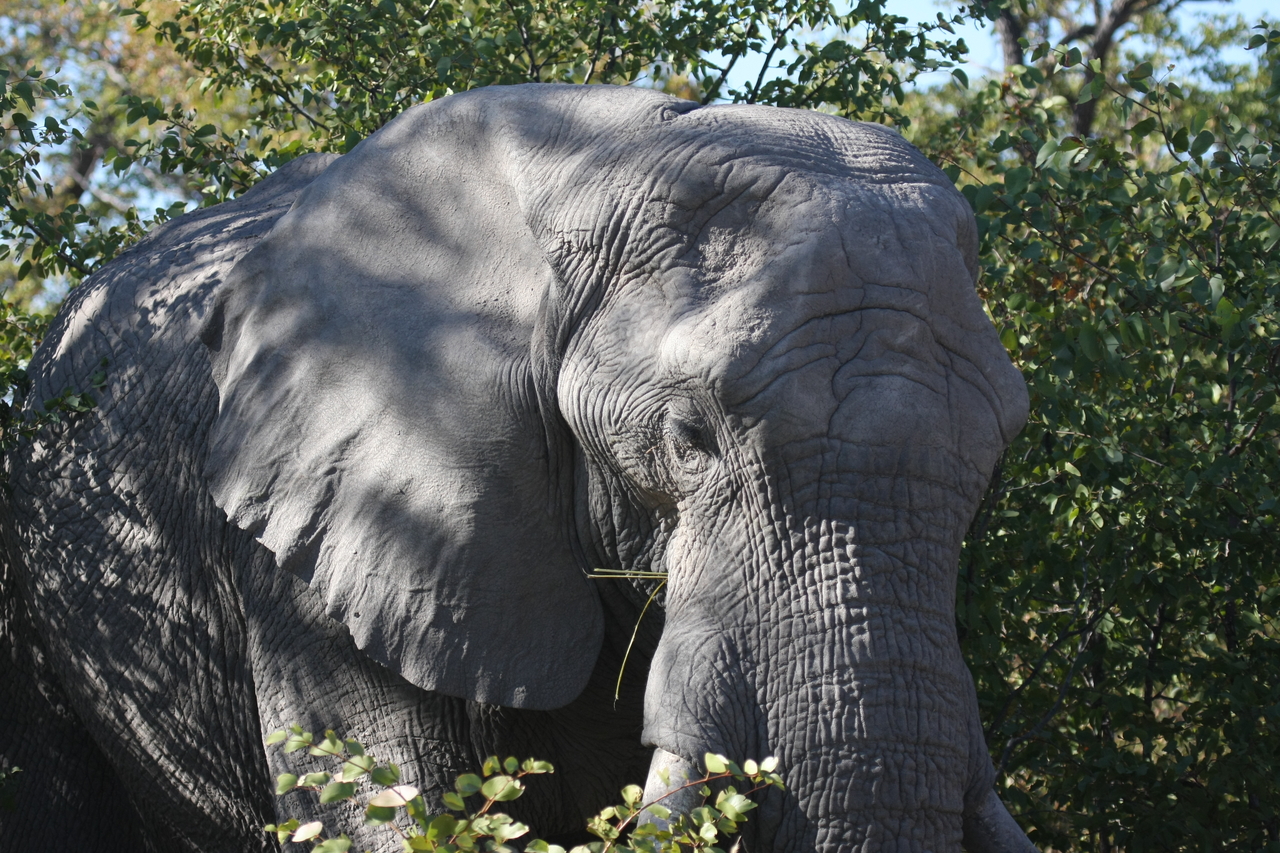 [17086] 2016_06_27_09_26_15_Africa_Canon_EOS_40D_IMG__02384.jpg