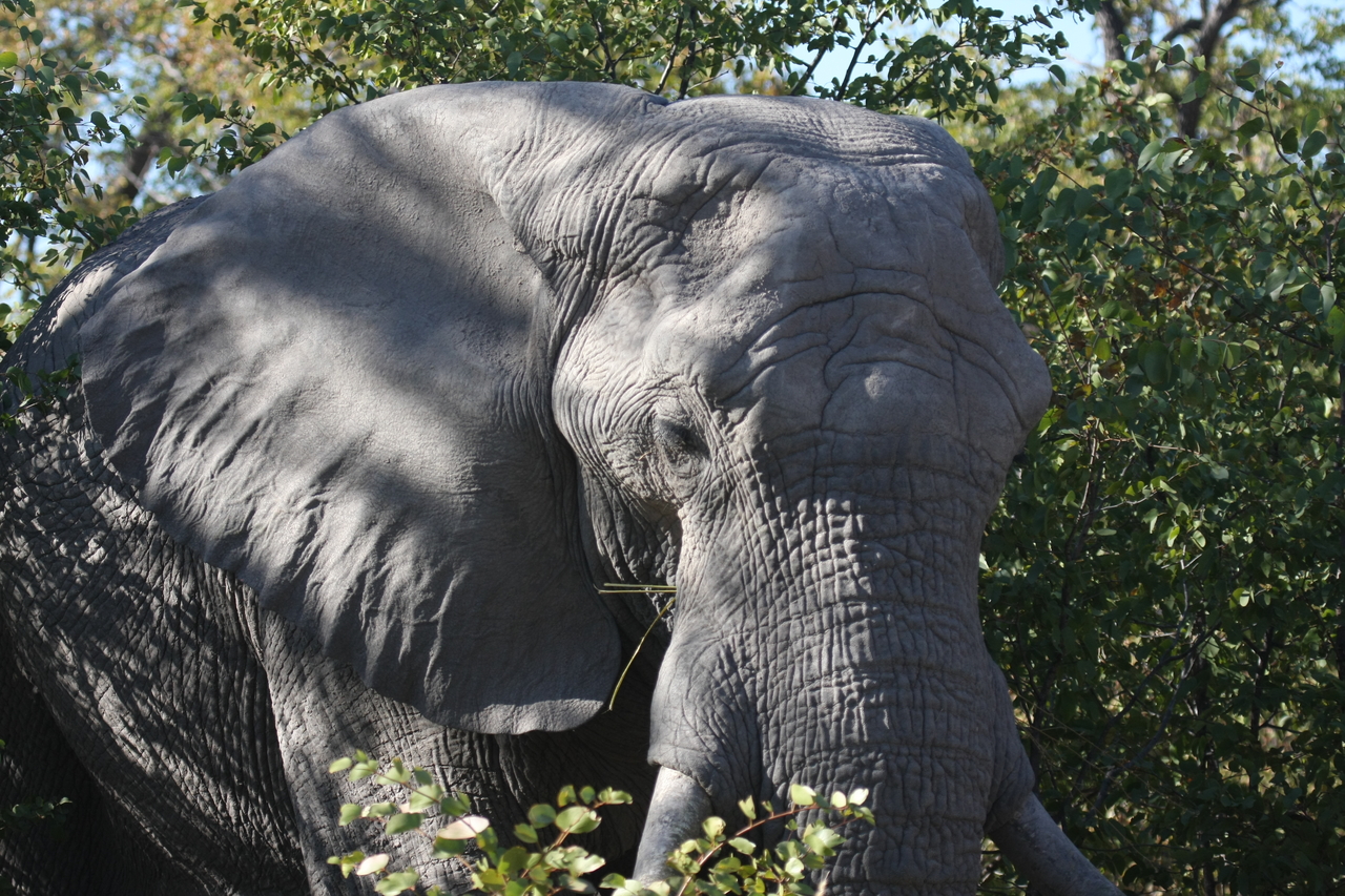 [17091] 2016_06_27_09_26_16_Africa_Canon_EOS_40D_IMG__02386.jpg