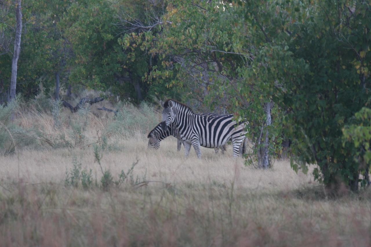 [17473] 2016_06_28_00_58_05_Africa_Canon_EOS_40D_IMG__02388.jpg