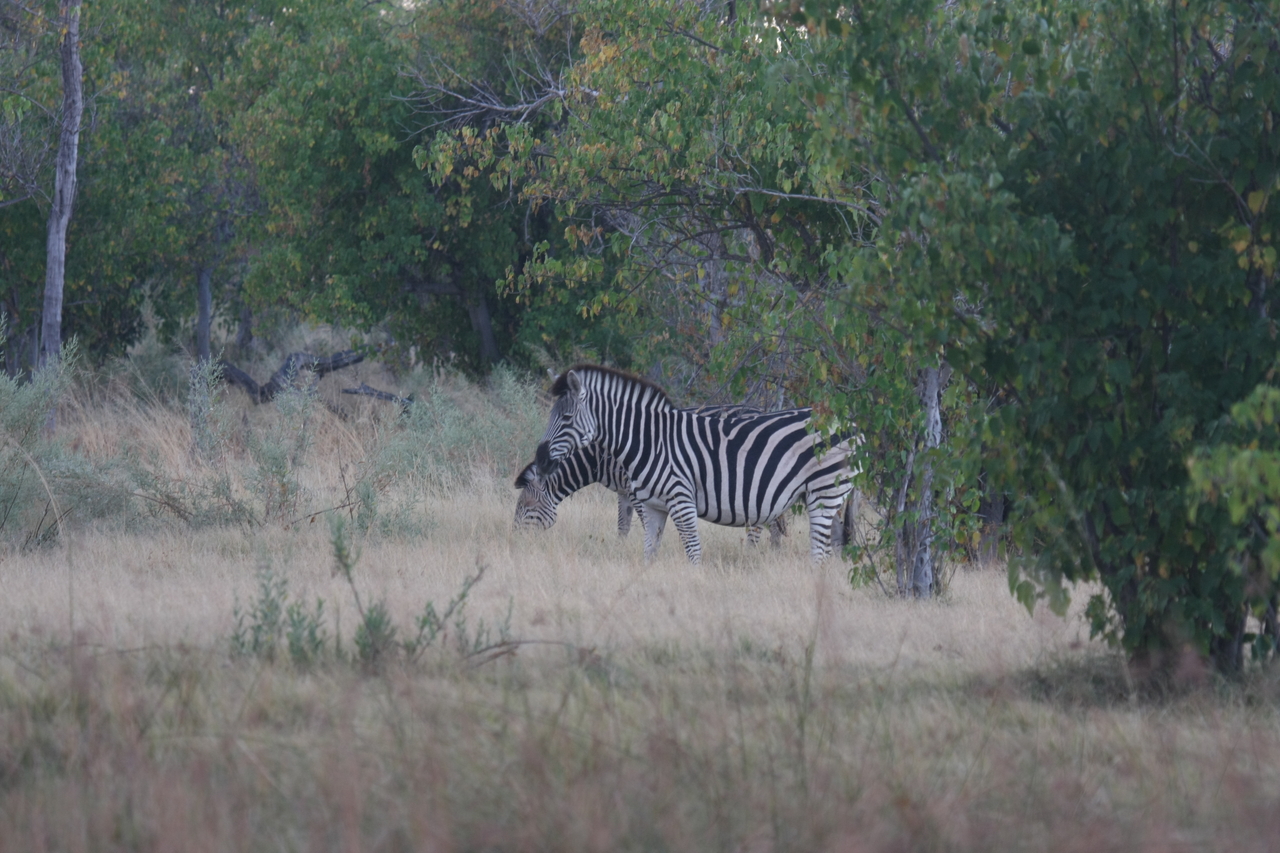 [17474] 2016_06_28_00_58_05_Africa_Canon_EOS_40D_IMG__02389.jpg