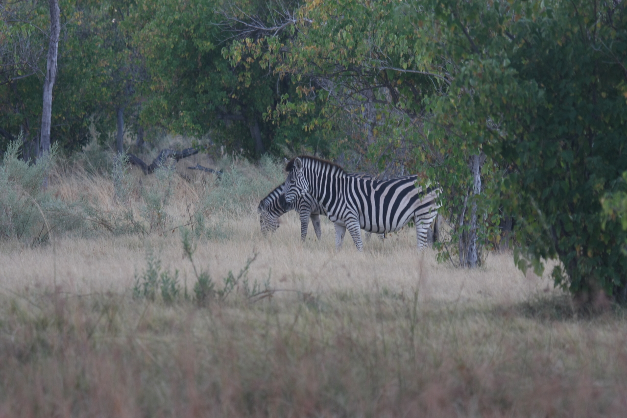 [17481] 2016_06_28_00_58_18_Africa_Canon_EOS_40D_IMG__09947.jpg
