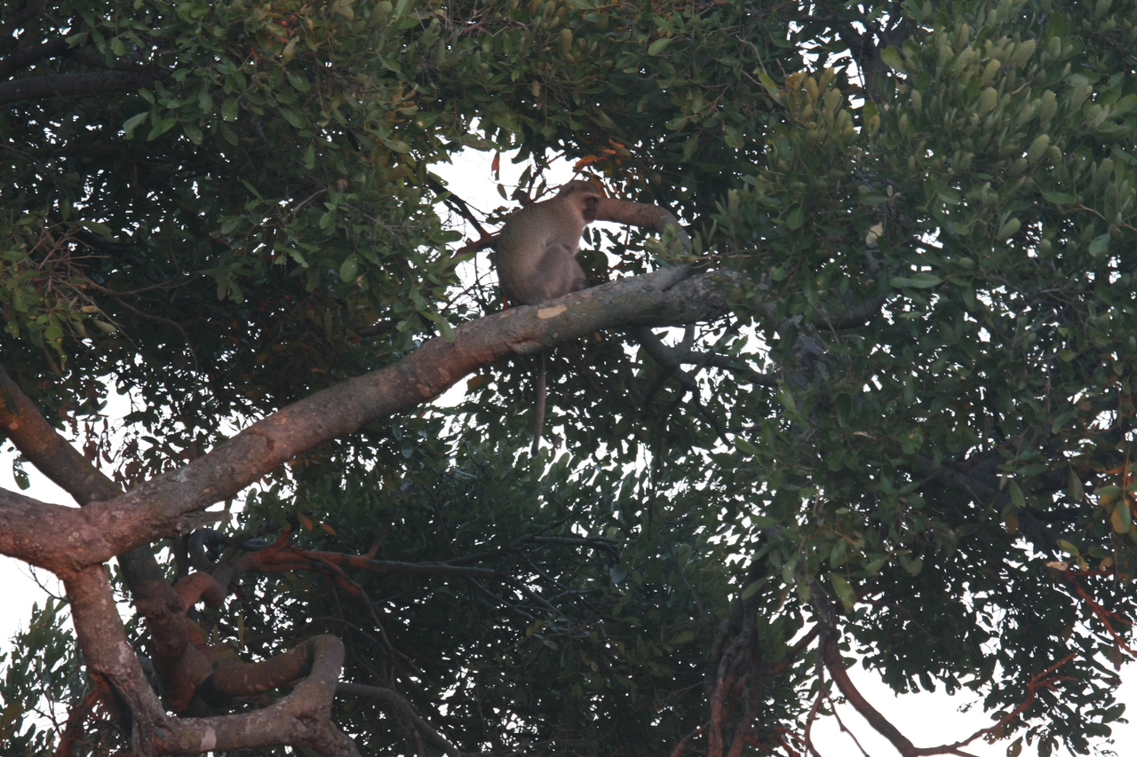 [17489] 2016_06_28_01_04_00_Africa_Canon_EOS_40D_IMG__00557.jpg