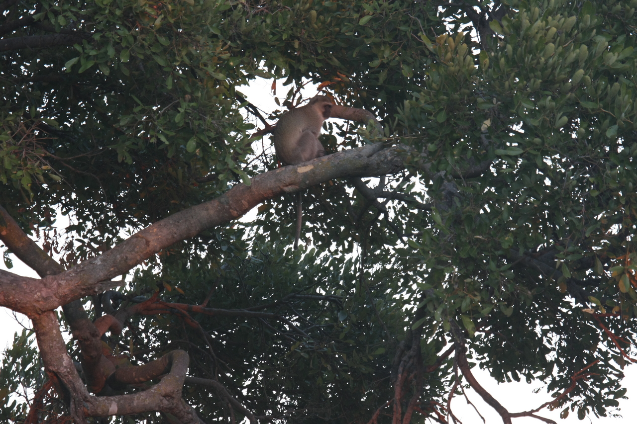 [17492] 2016_06_28_01_04_00_Africa_Canon_EOS_40D_IMG__03055.jpg