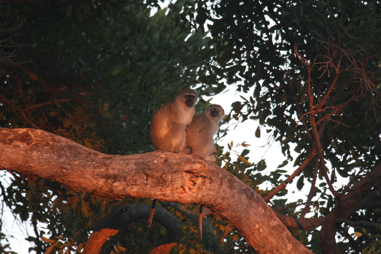 [17512] 2016_06_28_01_05_19_Africa_Canon_EOS_40D_IMG__02434.jpg