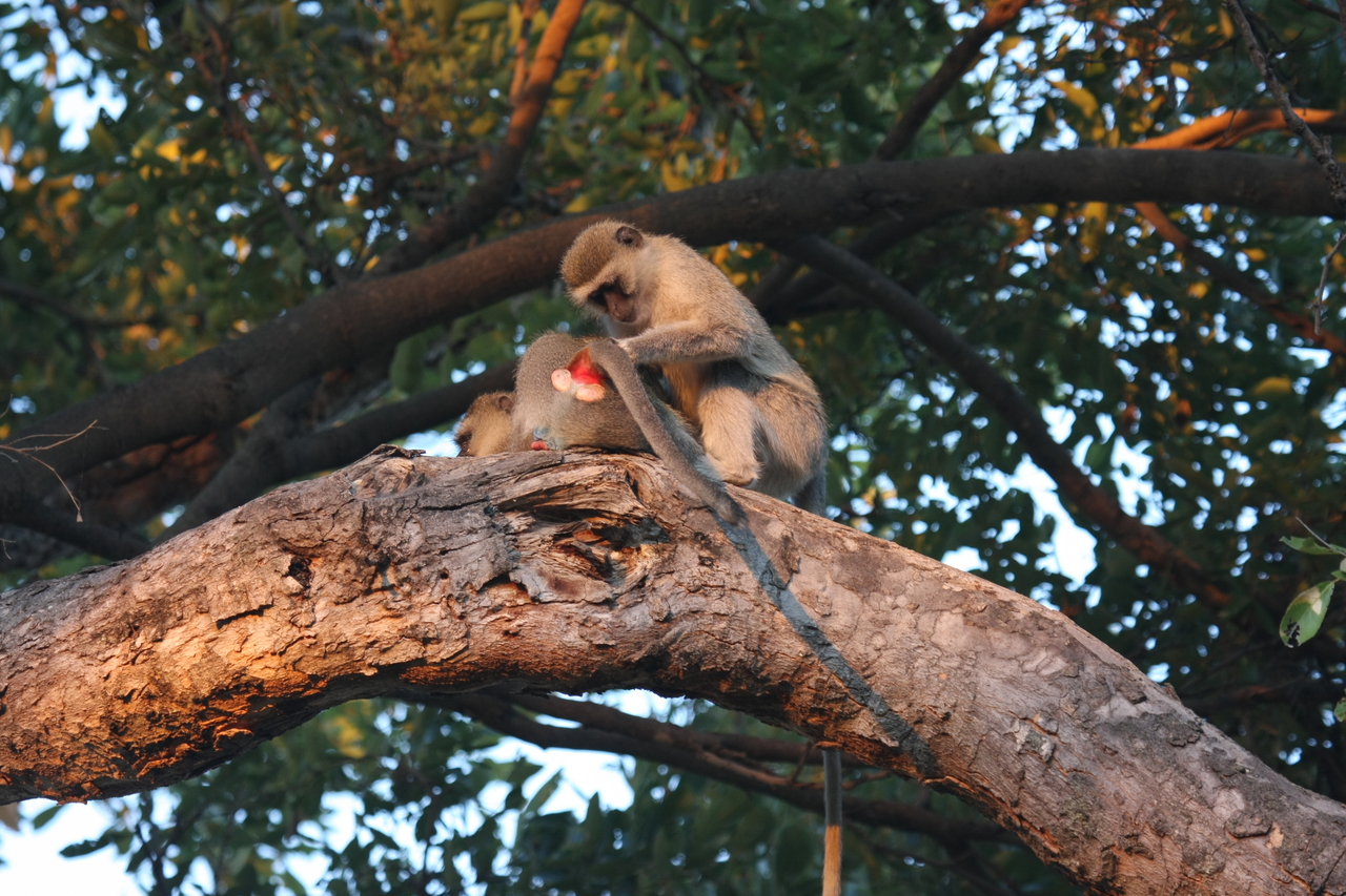 [17518] 2016_06_28_01_08_18_Africa_Canon_EOS_40D_IMG__09892.jpg