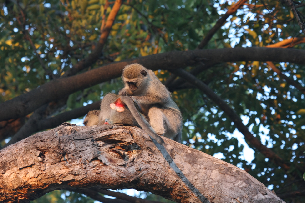 [17519] 2016_06_28_01_08_25_Africa_Canon_EOS_40D_IMG__00069.jpg