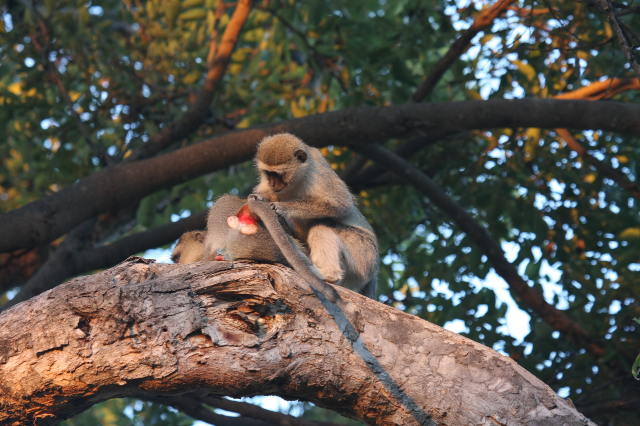 [17524] 2016_06_28_01_08_25_Africa_Canon_EOS_40D_IMG__09914.jpg