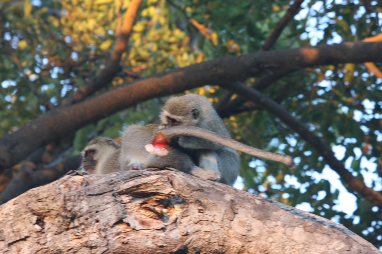 [17540] 2016_06_28_01_09_54_Africa_Canon_EOS_40D_IMG__00147.jpg