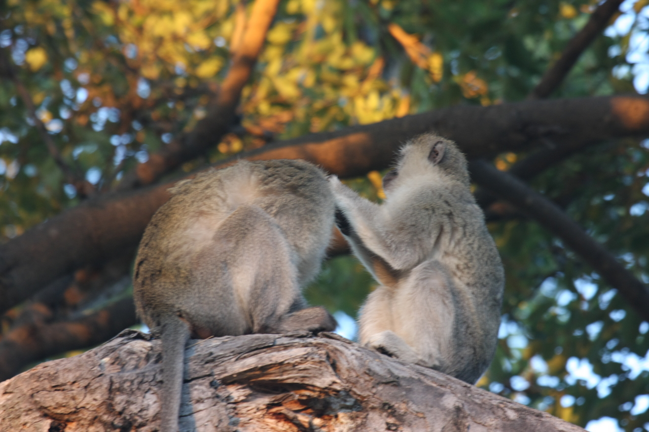 [17557] 2016_06_28_01_10_33_Africa_Canon_EOS_40D_IMG__02545.jpg