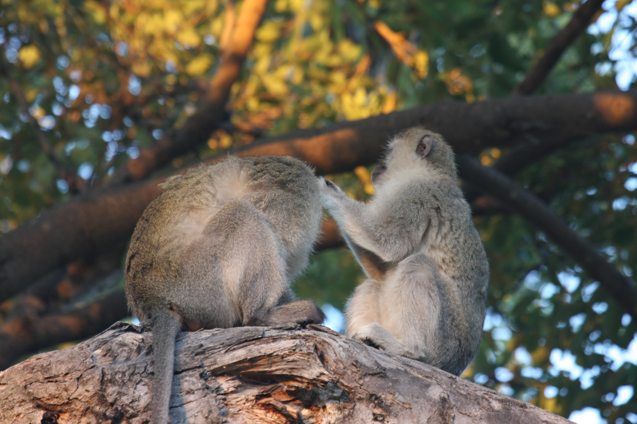 [17558] 2016_06_28_01_10_33_Africa_Canon_EOS_40D_IMG__02556.jpg