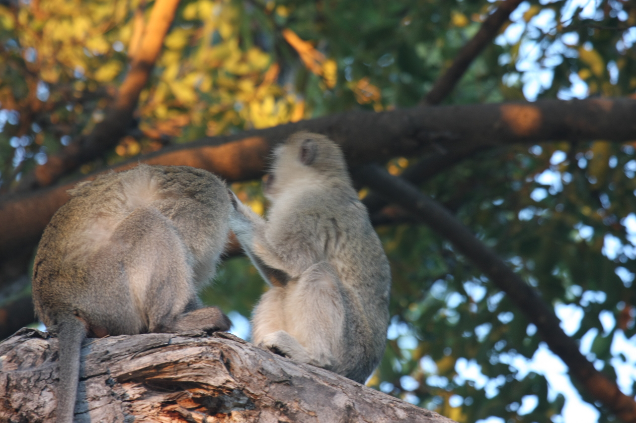 [17562] 2016_06_28_01_10_36_Africa_Canon_EOS_40D_IMG__00191.jpg