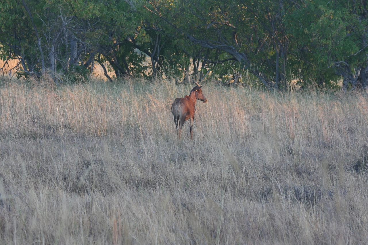 [17581] 2016_06_28_01_12_49_Africa_Canon_EOS_40D_IMG__10059.jpg