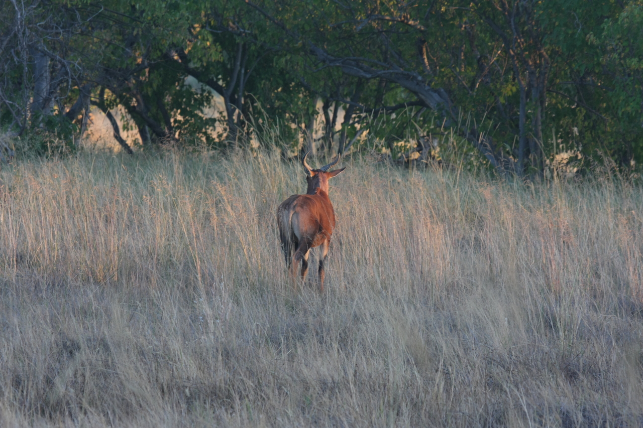 [17583] 2016_06_28_01_12_53_Africa_Canon_EOS_40D_IMG__00247.jpg
