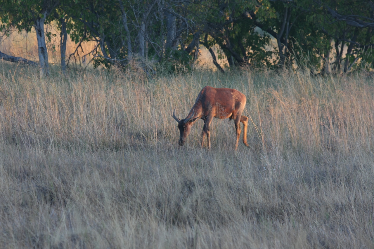 [17601] 2016_06_28_01_13_15_Africa_Canon_EOS_40D_IMG__02700.jpg