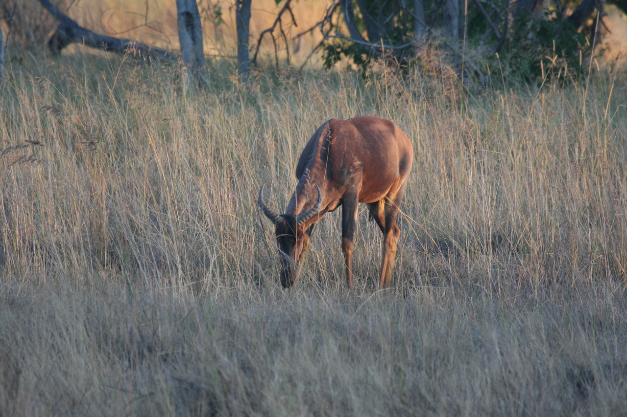 [17608] 2016_06_28_01_14_30_Africa_Canon_EOS_40D_IMG__00347.jpg